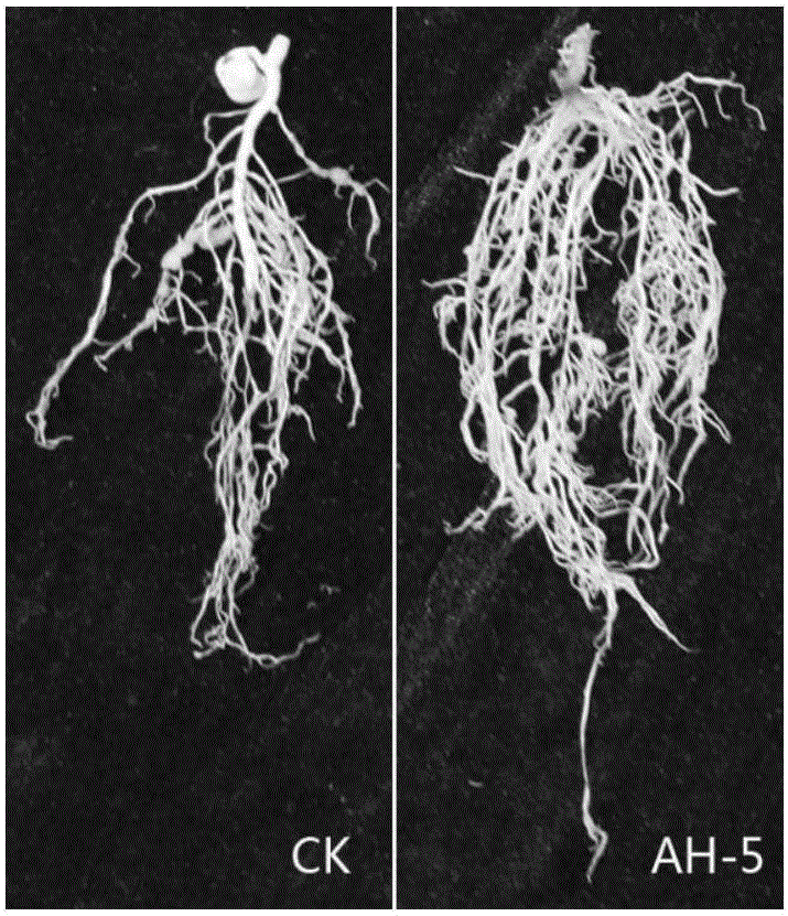 Achromobacter xylosoxidans for preventing and treating plant root-knot nematode and application of achromobacter xylosoxidans