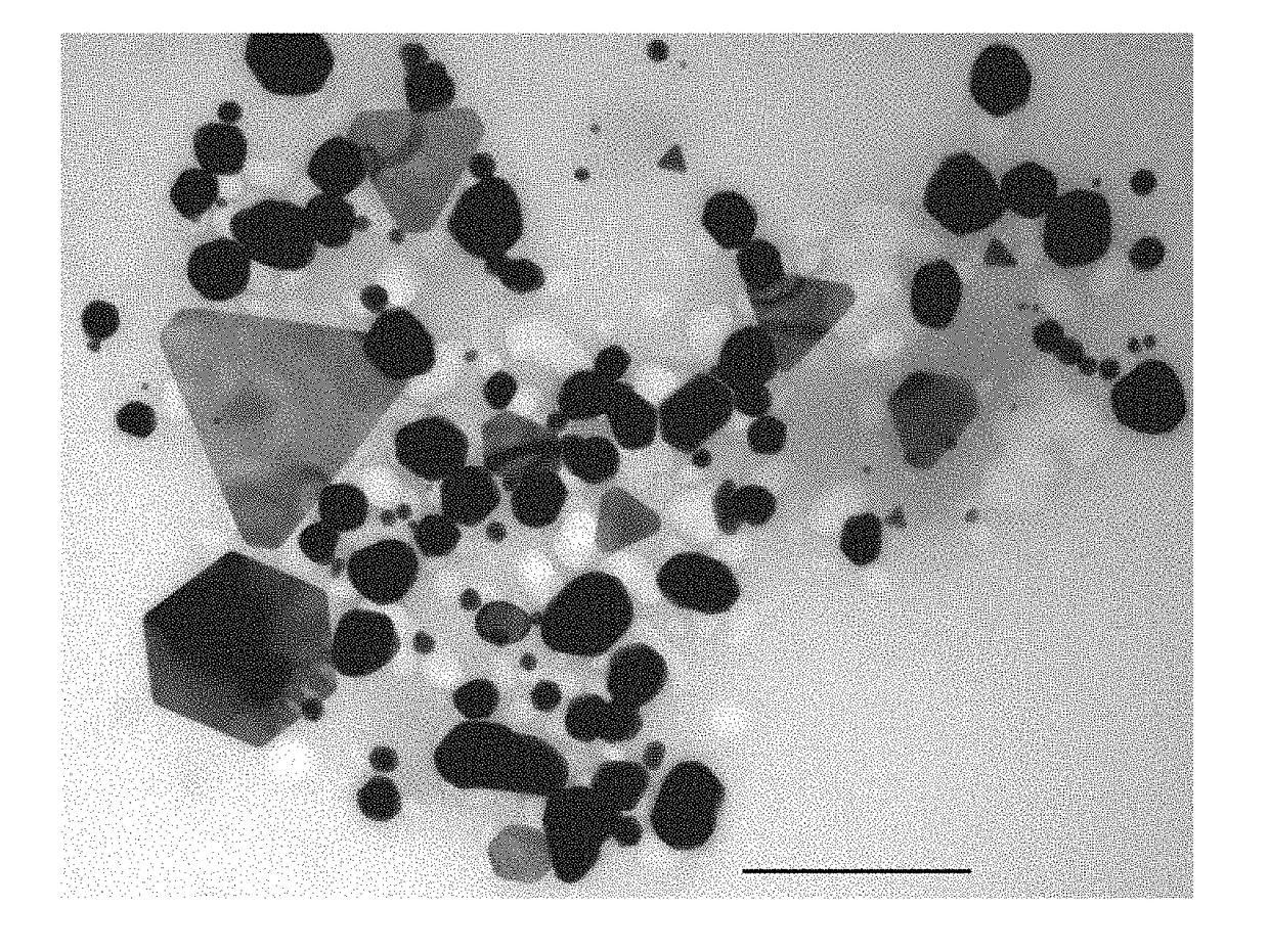 Method for producing gold nanoparticles in plants and gold nanoparticles produced