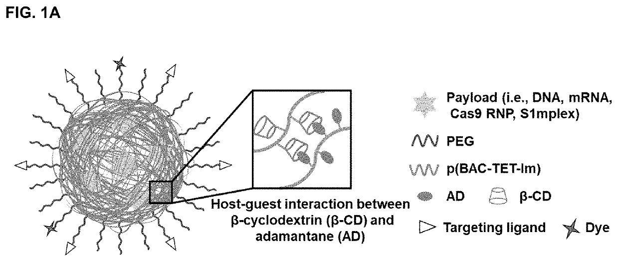 Polyplex delivery system for proteins, nucleic acids and protein/nucleic acid complexes