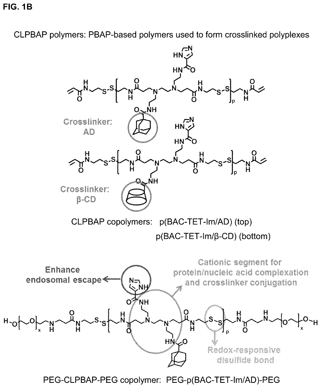 Polyplex delivery system for proteins, nucleic acids and protein/nucleic acid complexes