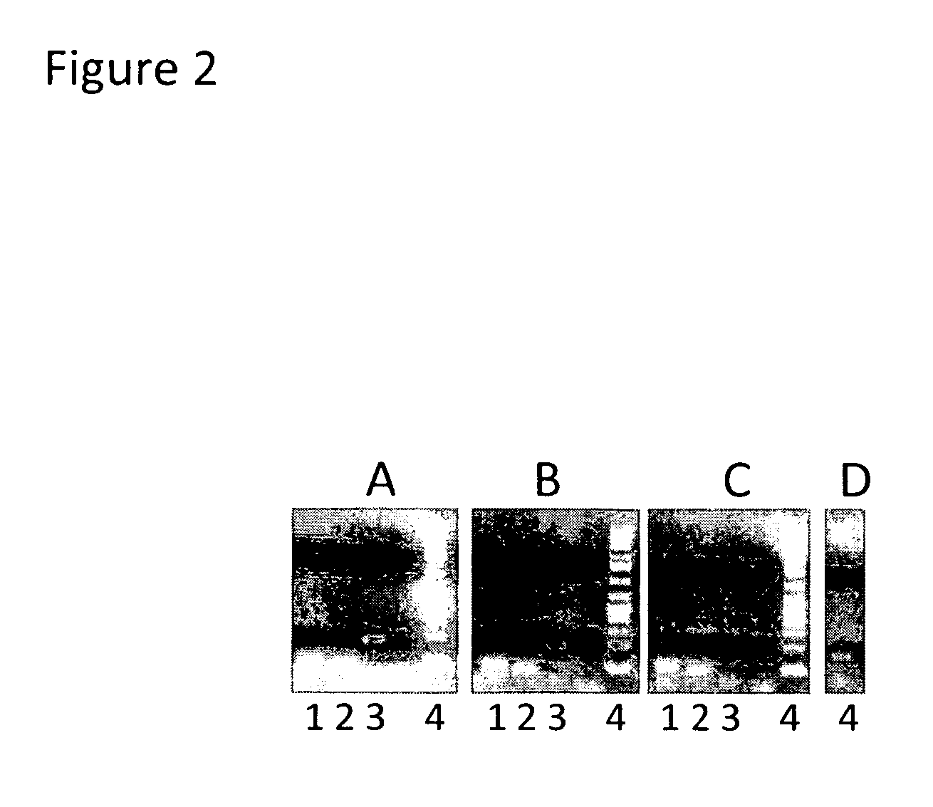 Stress-tolerant plants expressing mannosylglycerate-producing enzymes