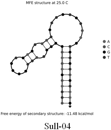 Screening and application of group of sulfonamide antibiotic broad-spectrum specific nucleic acid aptamers