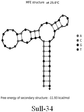 Screening and application of group of sulfonamide antibiotic broad-spectrum specific nucleic acid aptamers