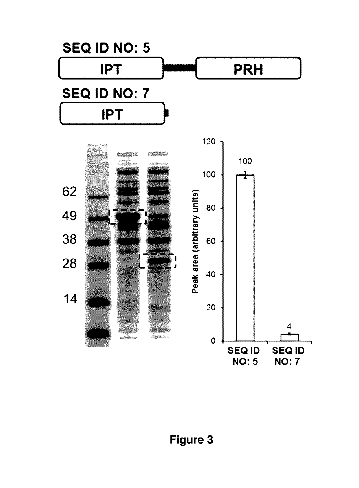 Cytokinin synthase enzymes, constructs, and related methods