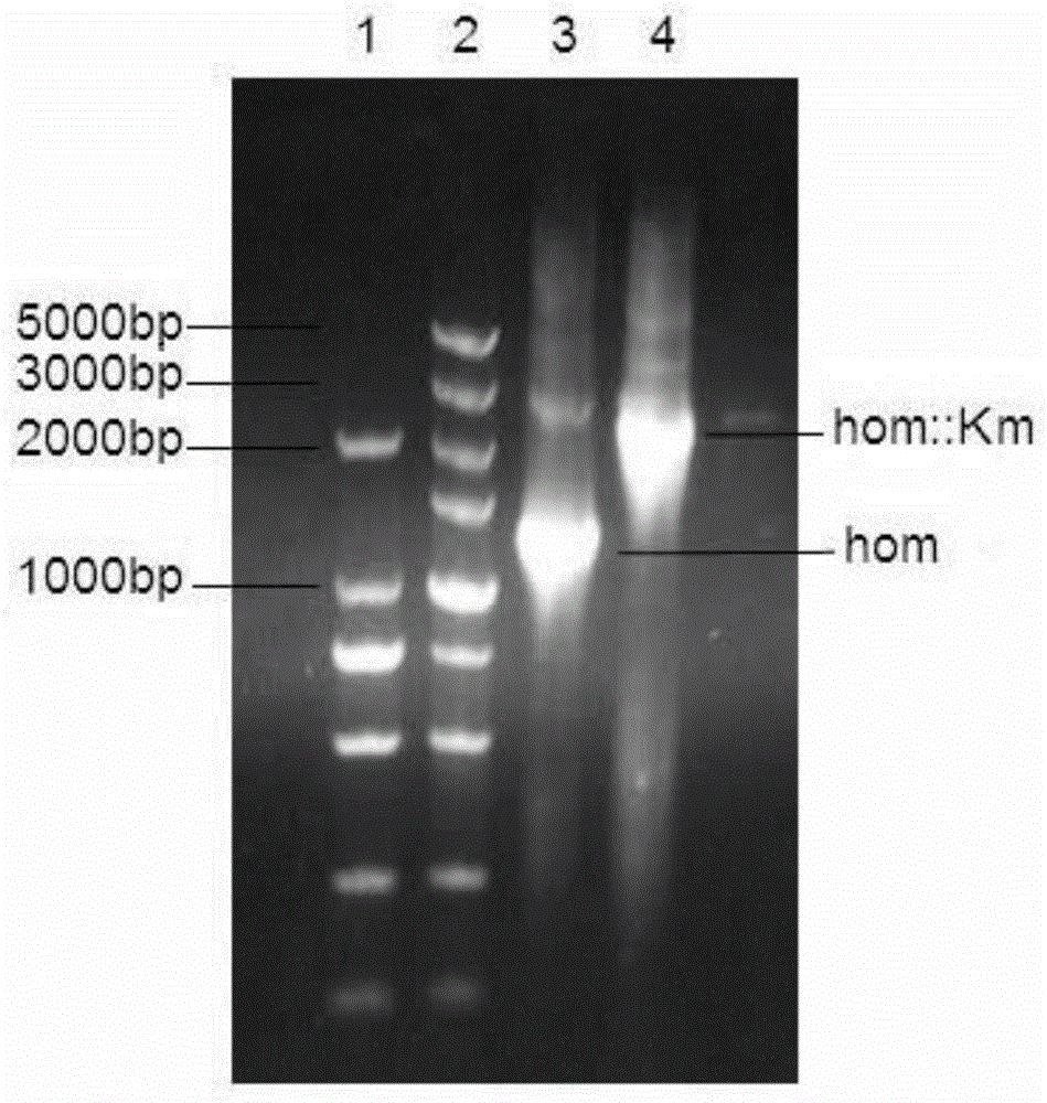 Homoserine dehydrogenase gene inactivation method of Bacillus subtilis