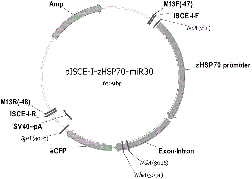 Method for knocking down fish gene expression based on heat induced miR30-ShRNA