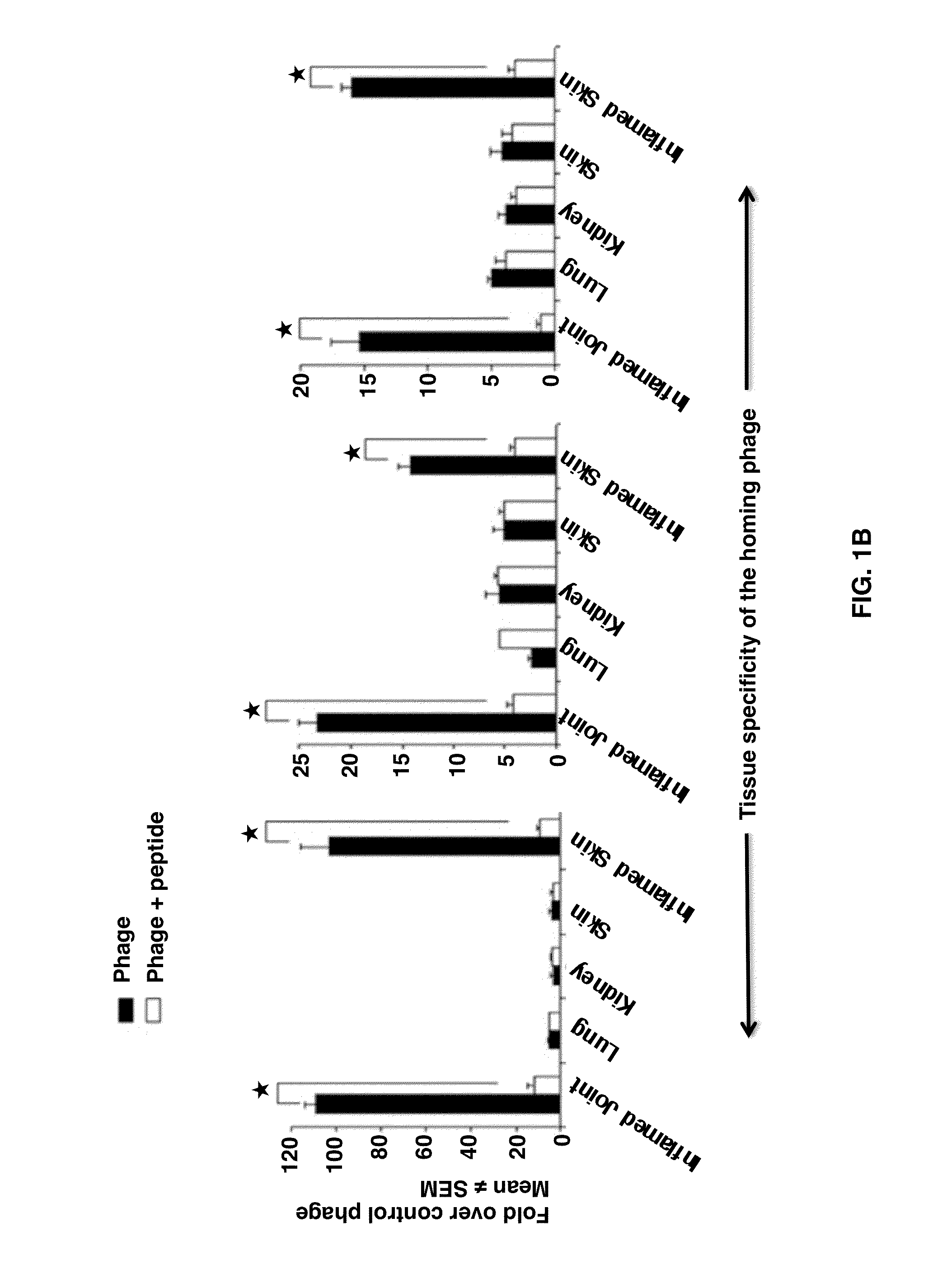 Joint-homing peptides and uses thereof