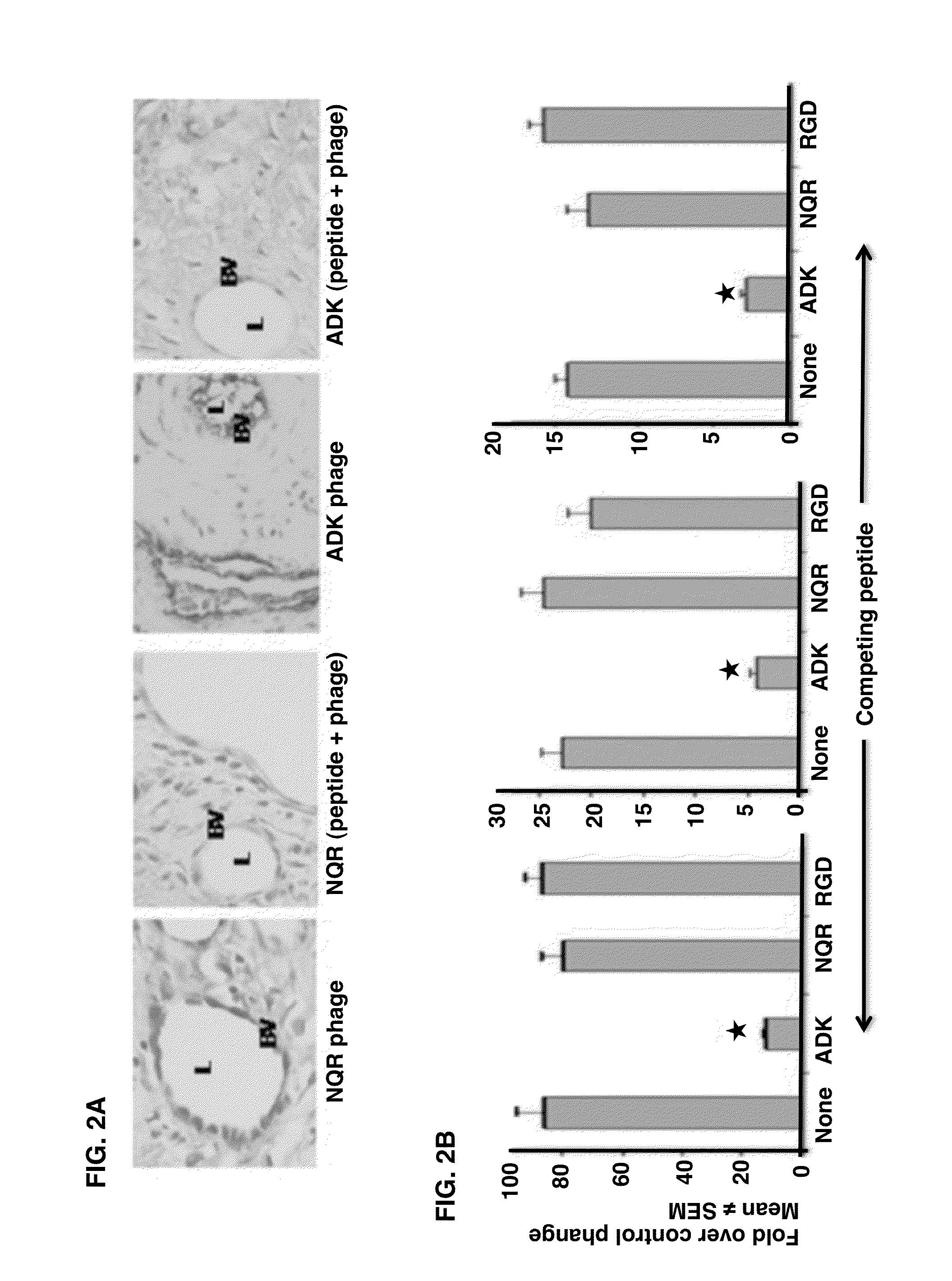 Joint-homing peptides and uses thereof