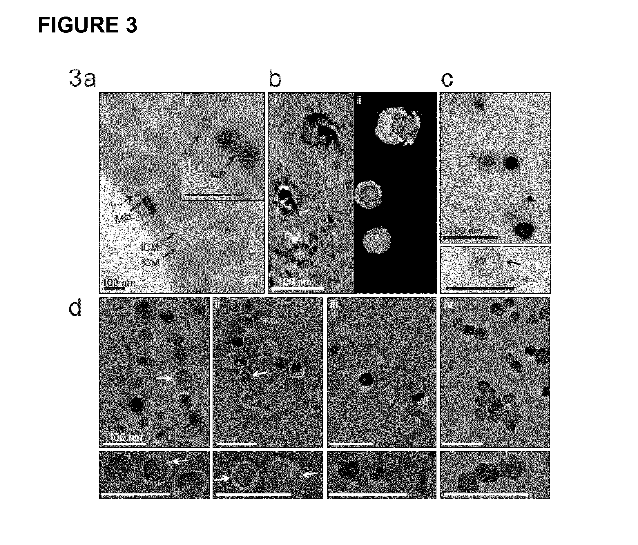 Production of magnetic nanoparticles in recombinant host cells