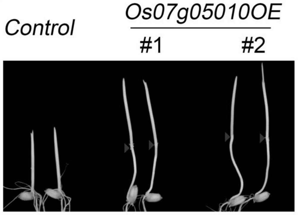 Rice transcription factor os07g05010 gene and its application