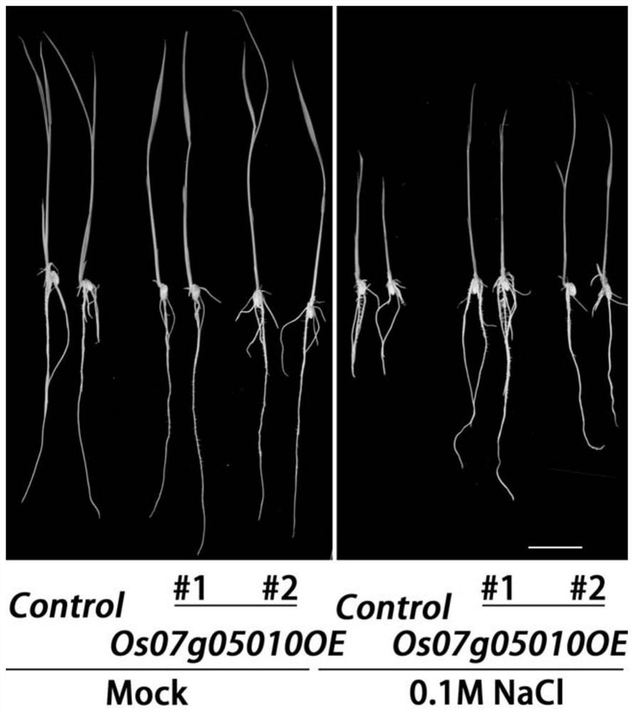 Rice transcription factor os07g05010 gene and its application