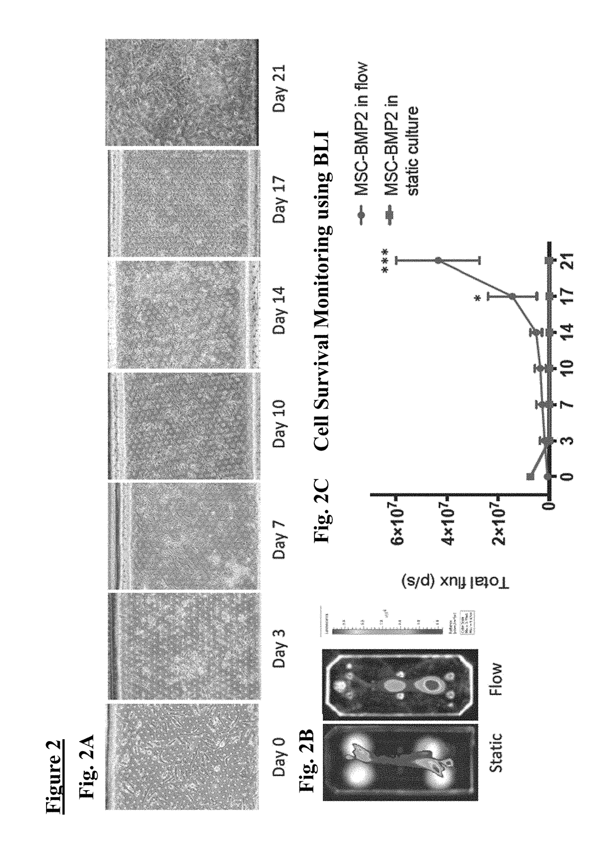 Method of osteogenic differentiation in microfluidic tissue culture systems