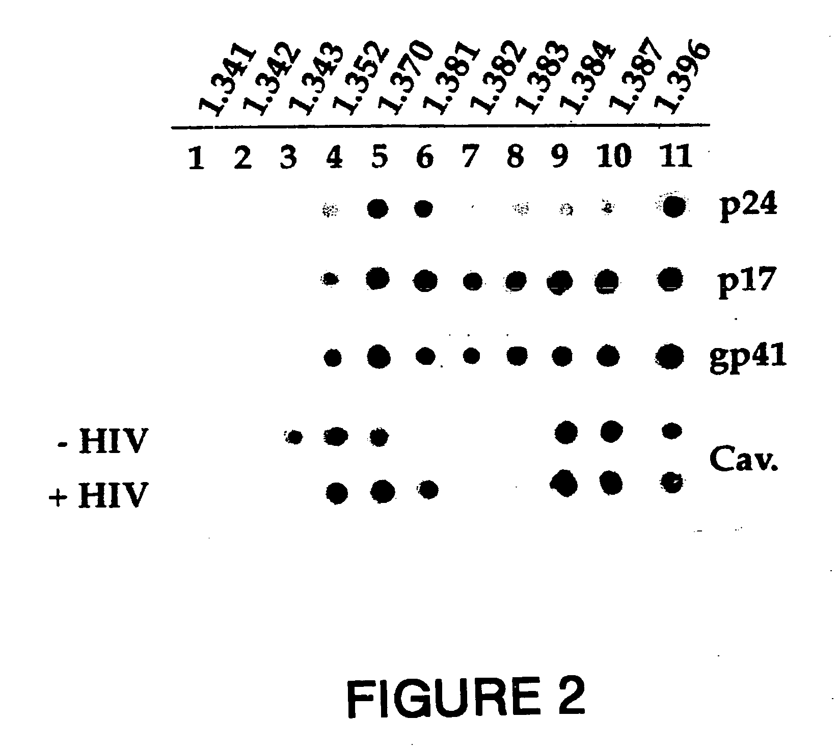 Novel synthetic peptide vaccines for HIV: the CBD epitope as an effective immunogen to elicit broadly neutralizing antibodies against HIV