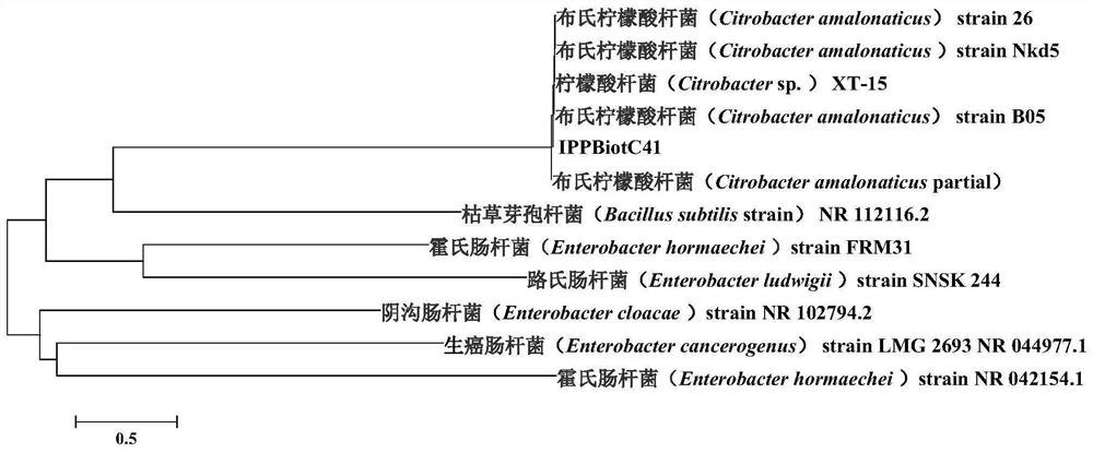 Citrobacter sp. and application thereof to prevention and treatment of scarabaeidae