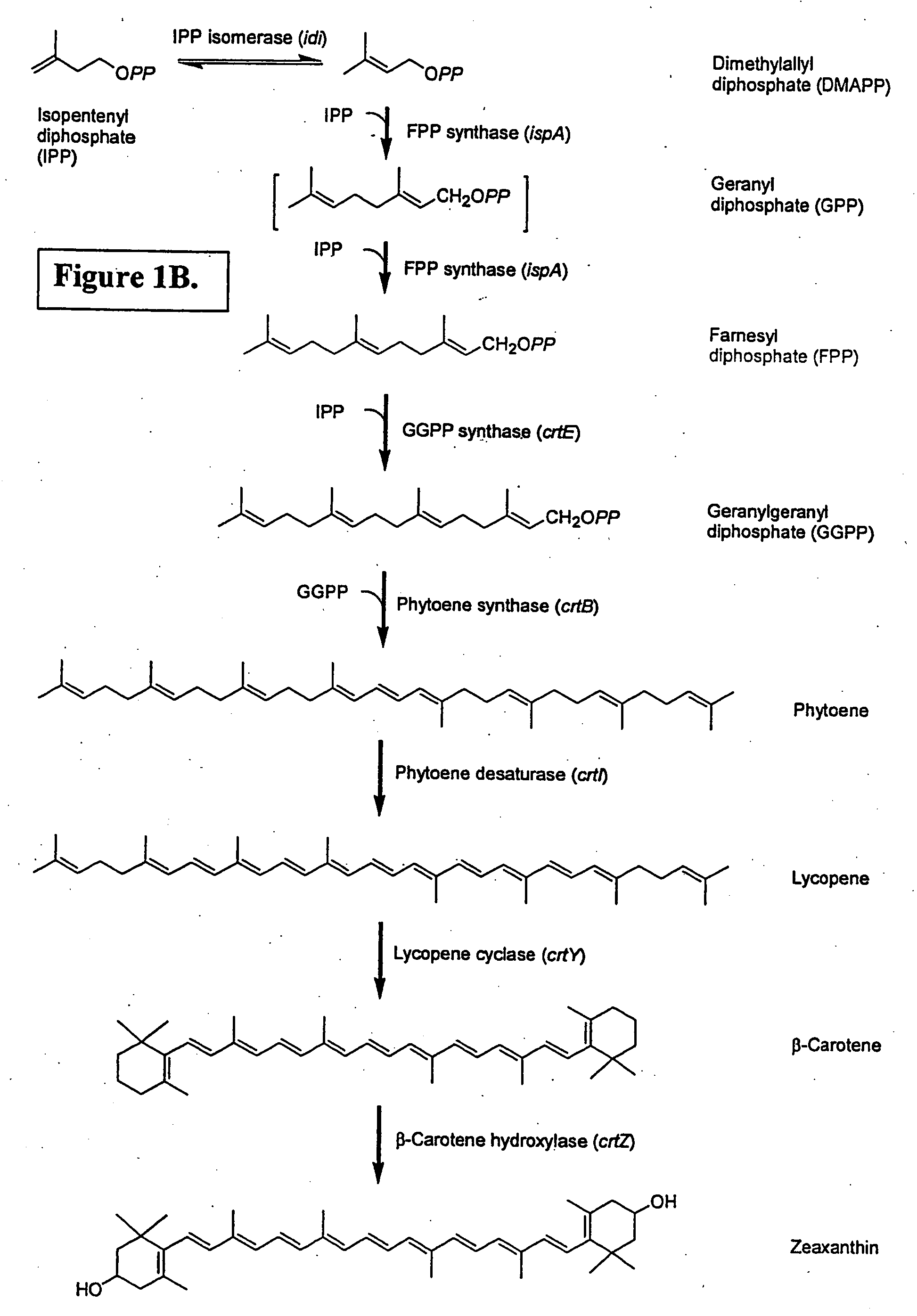 Isoprenoid production