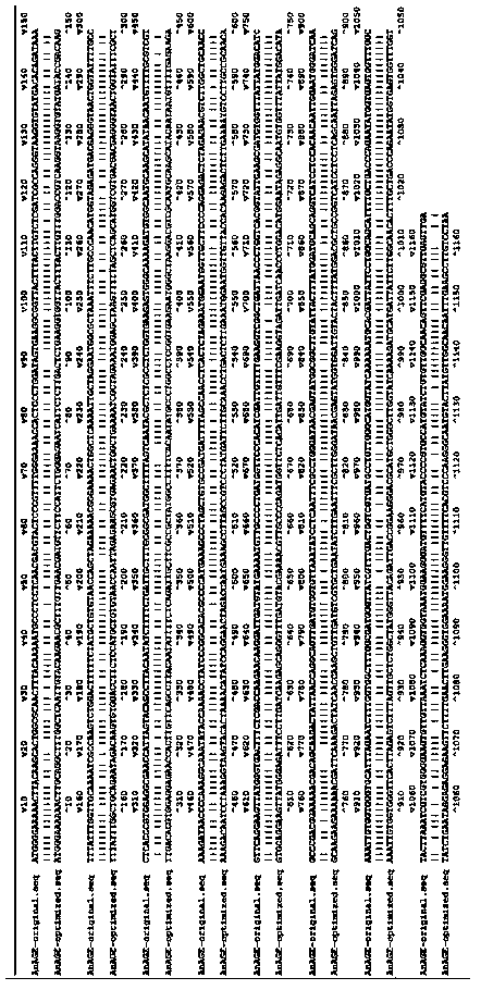 Gene and expression of a codon-optimized n-acetylglucosamine isomerase