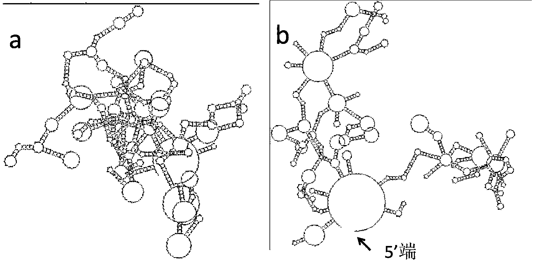 Gene and expression of a codon-optimized n-acetylglucosamine isomerase