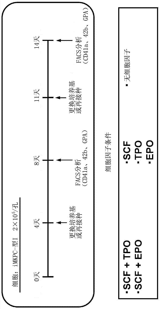 Method for producing multinucleated megakaryocytes and platelets