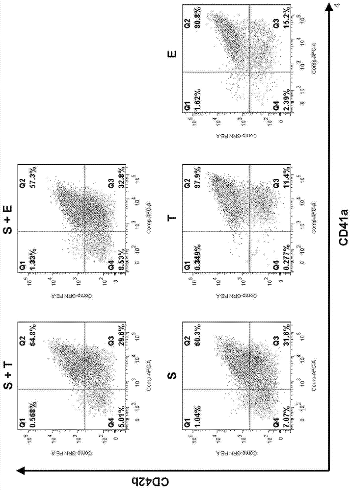 Method for producing multinucleated megakaryocytes and platelets