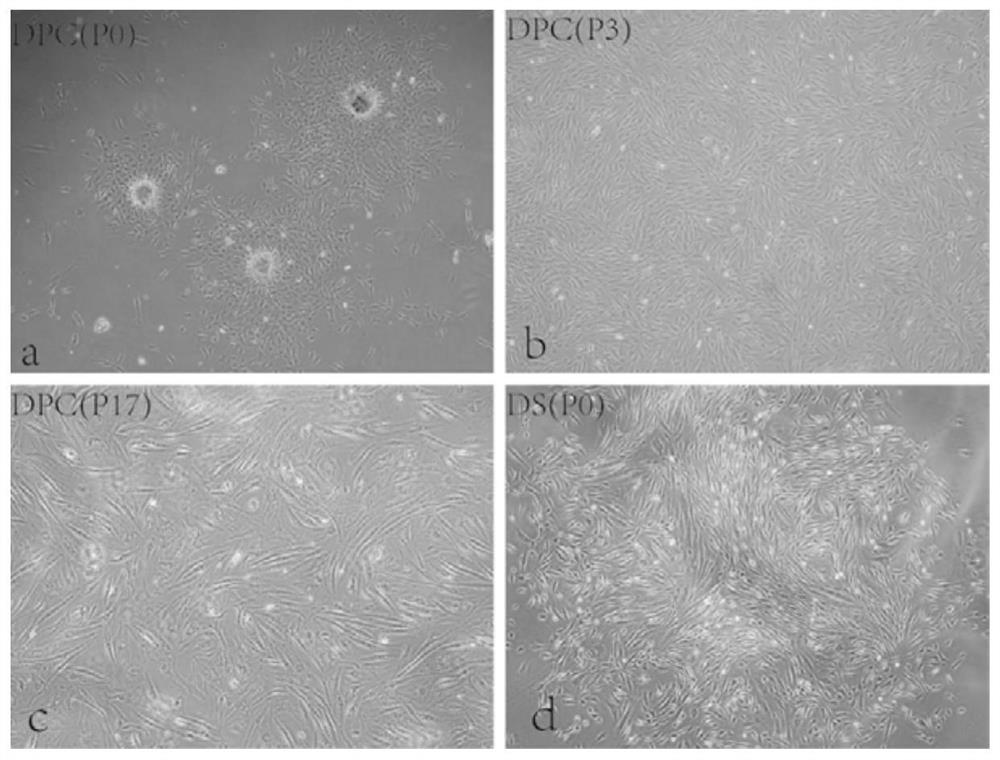 A kind of bionic three-dimensional dpcs independent co-cultivation system and its construction method