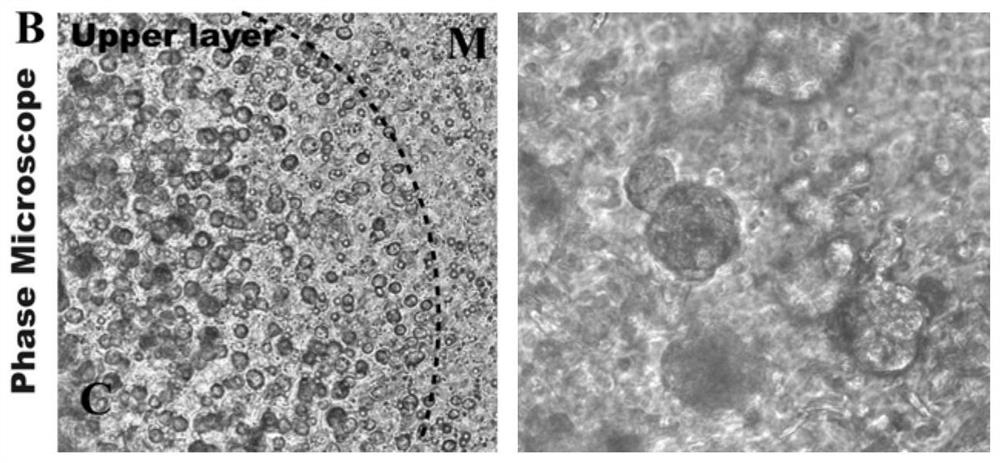 A kind of bionic three-dimensional dpcs independent co-cultivation system and its construction method