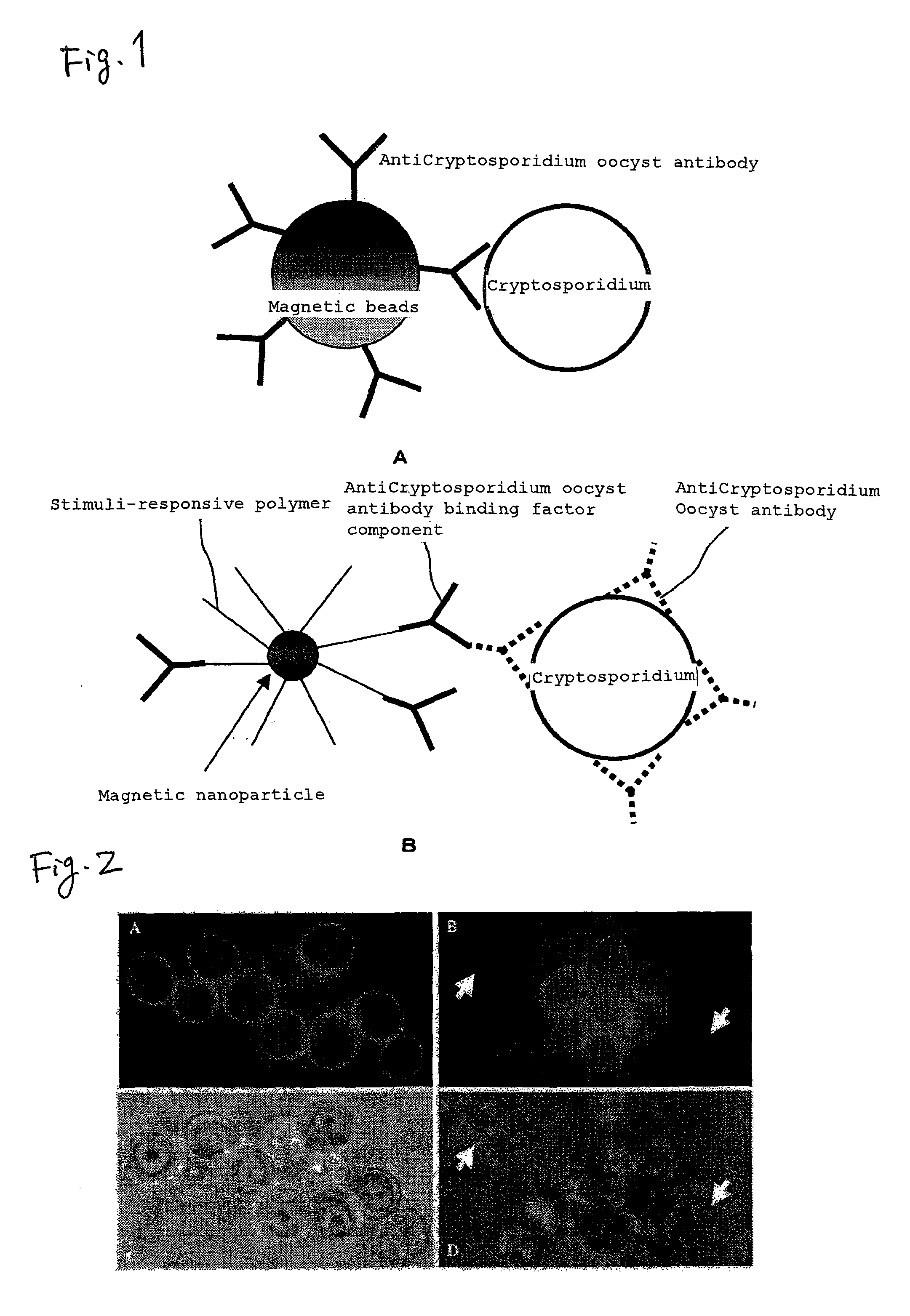 Method for measuring protozoan oocyst and detecting reagent