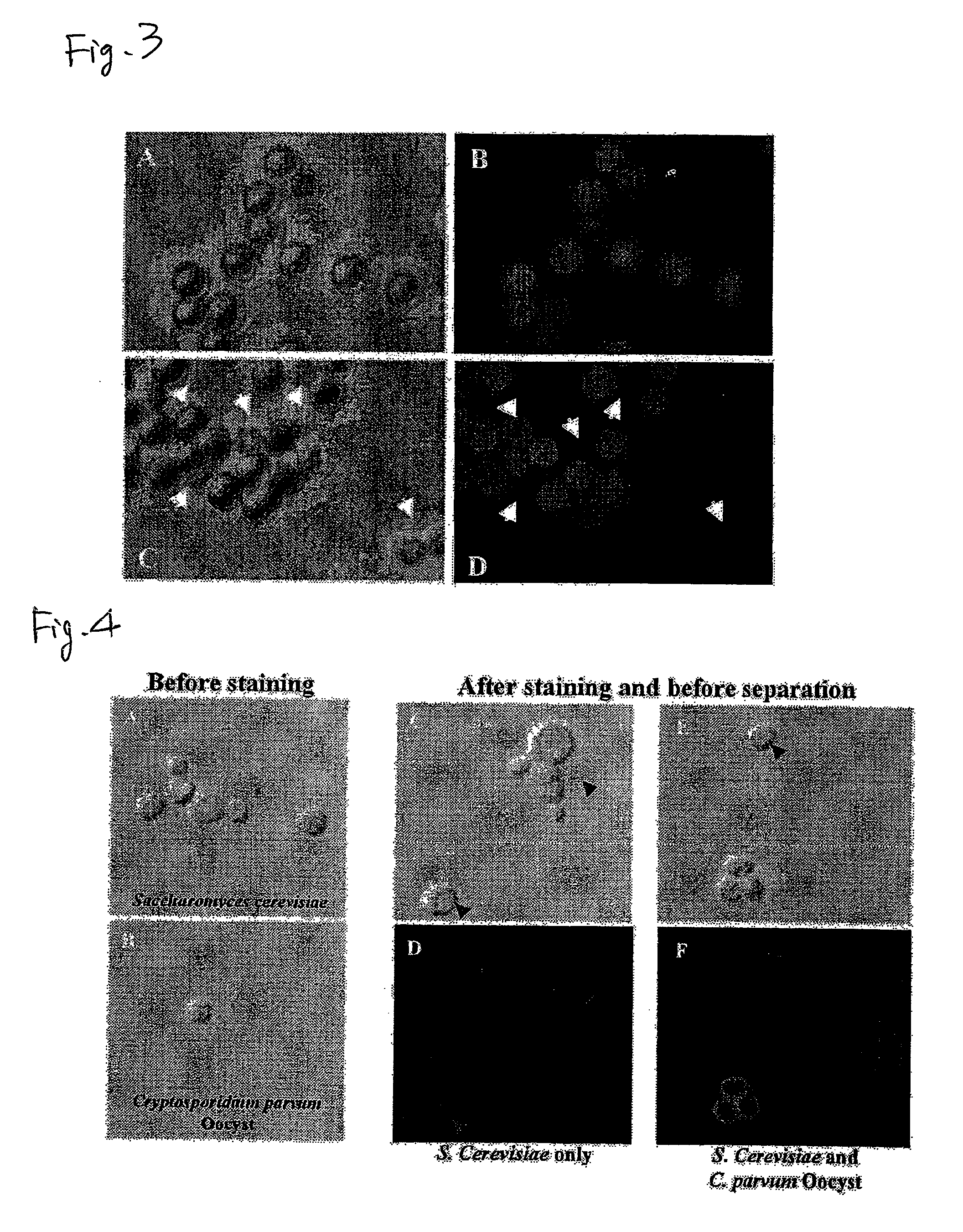 Method for measuring protozoan oocyst and detecting reagent