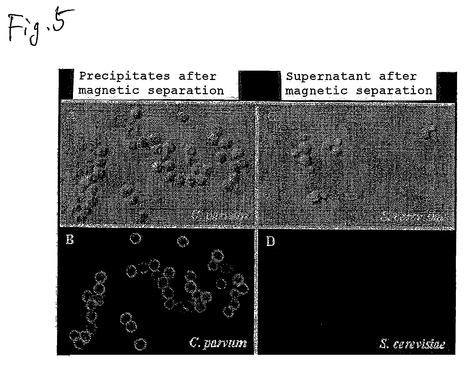 Method for measuring protozoan oocyst and detecting reagent