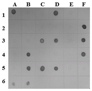 Method for detection of rice stripe virus in single-headed SBPH using dot-elisa