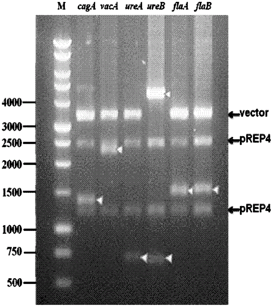 Detection kit for helicobacter pylori virulence protein antibody and detection method by using the same
