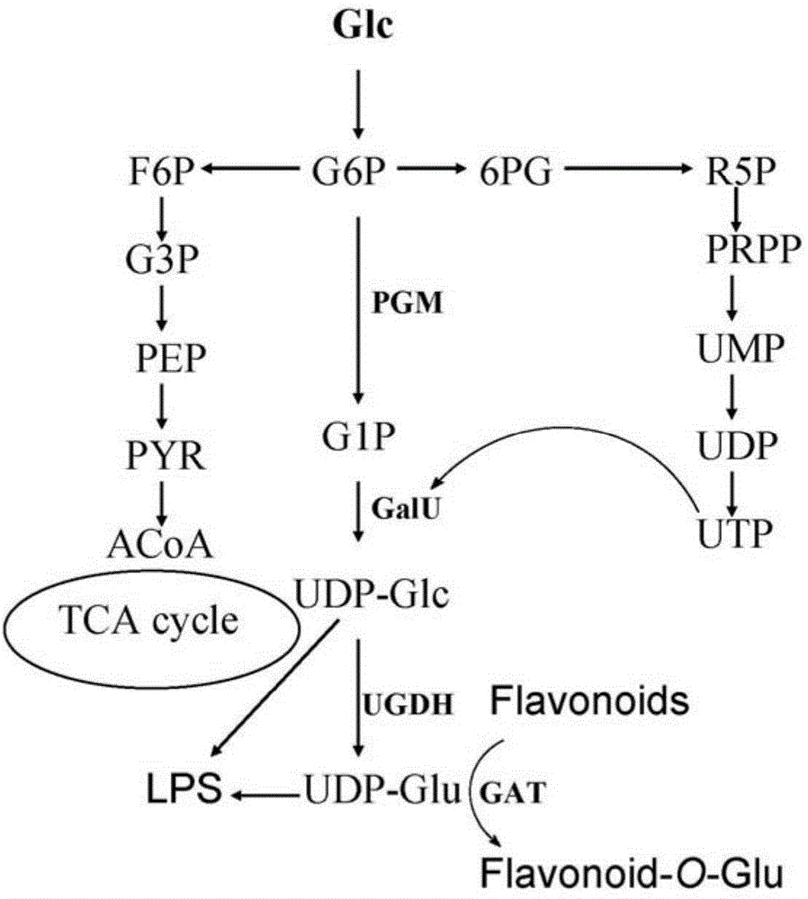 Genetically engineered bacterium used for biological catalysis of glucuronidation of flavonoids