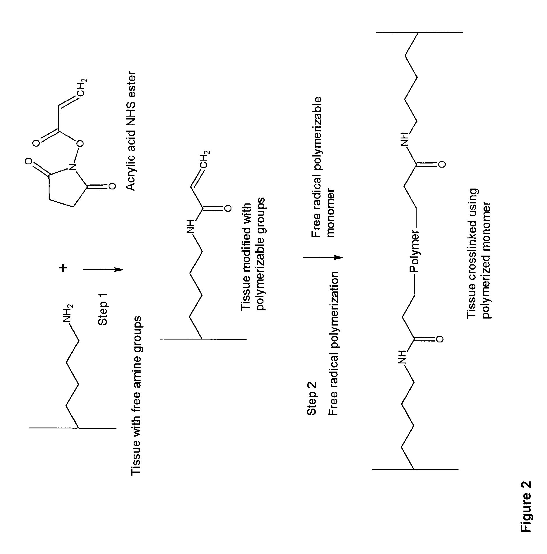 Implantable tissue compositions and method