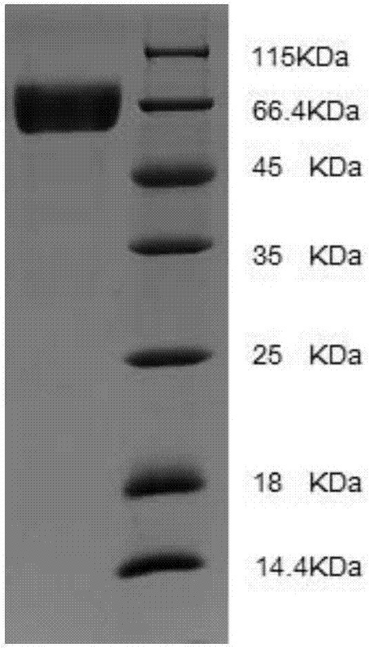 PDL-1 antibody, pharmaceutical composition thereof and application of PDL-1 antibody