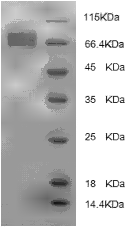 PDL-1 antibody, pharmaceutical composition thereof and application of PDL-1 antibody