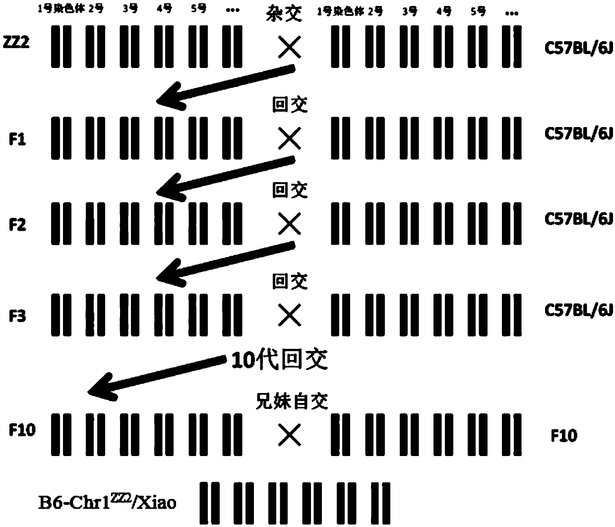 Method for constructing B6-Chr1&lt;ZZ2&gt;/Xiao mouse model through replacing No. 1 chromosome based on ZZ2 mus musculus source