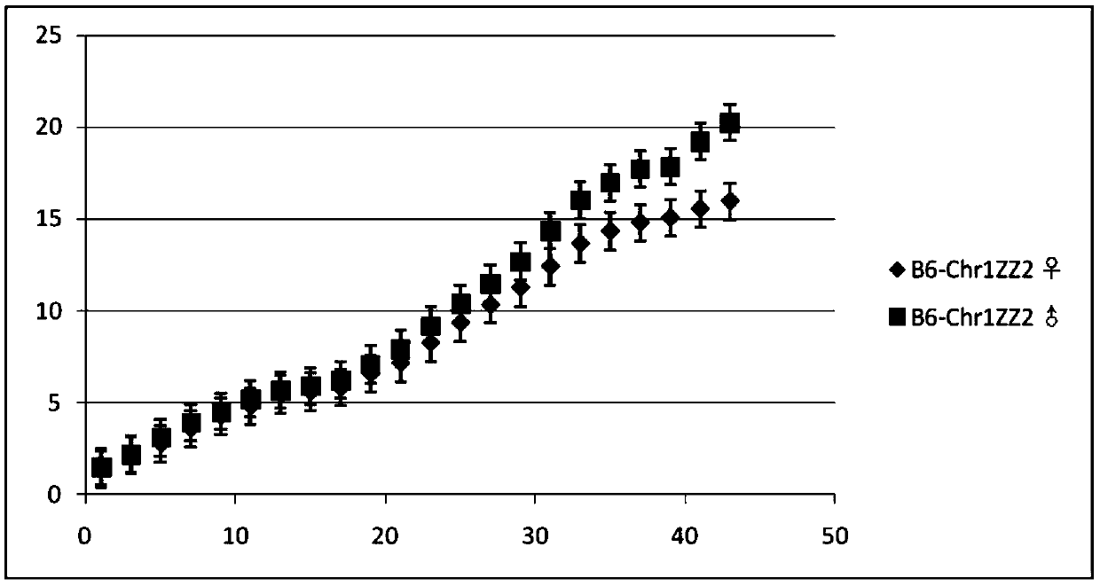 Method for constructing B6-Chr1&lt;ZZ2&gt;/Xiao mouse model through replacing No. 1 chromosome based on ZZ2 mus musculus source