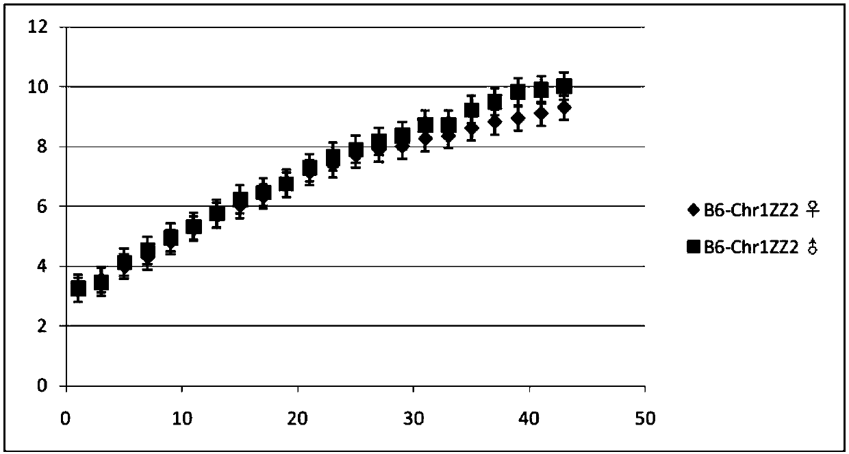 Method for constructing B6-Chr1&lt;ZZ2&gt;/Xiao mouse model through replacing No. 1 chromosome based on ZZ2 mus musculus source