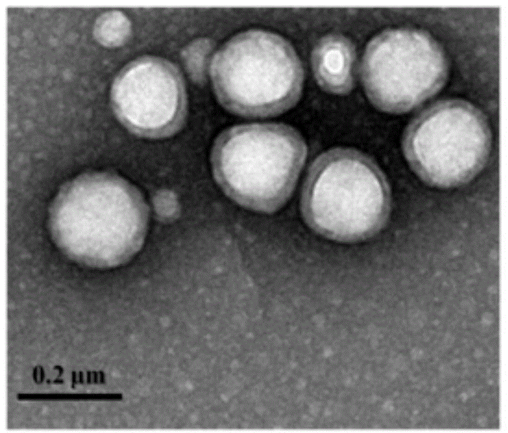 Nanometer particles with iron chelators encapsulated in amphiphilic polymers and preparation method and application thereof