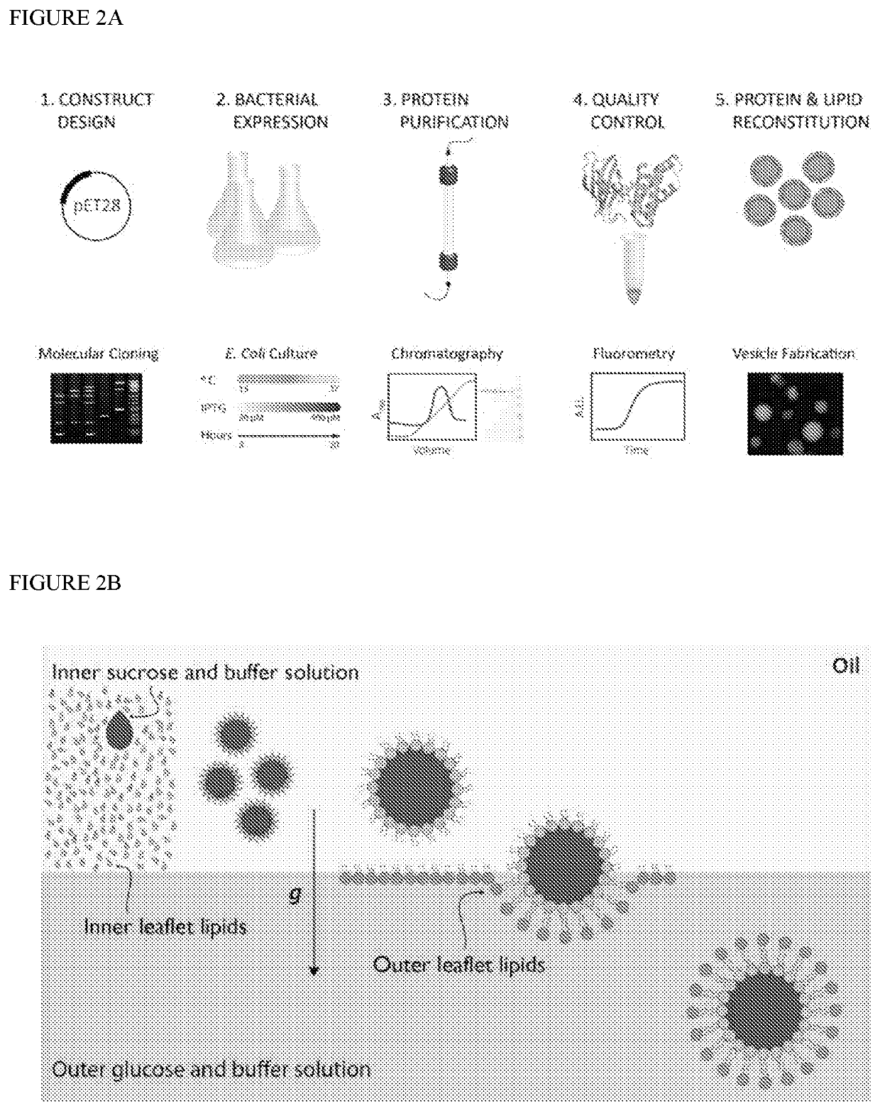 Methods for making giant vesicles and their use