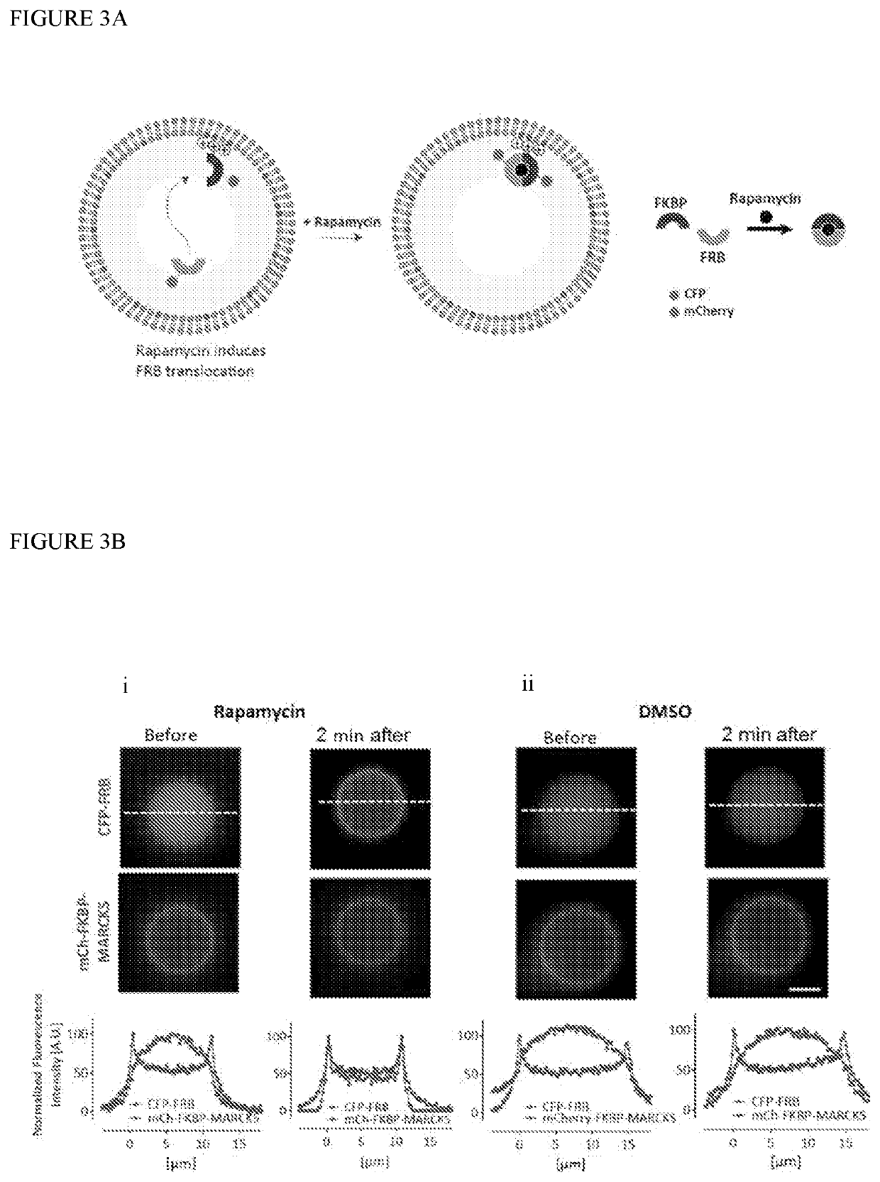 Methods for making giant vesicles and their use