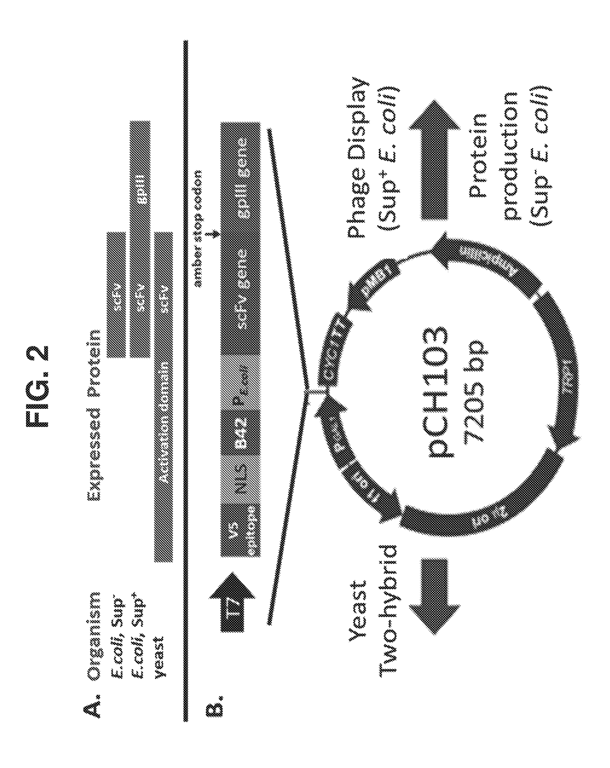 Methods of identifying and validating affinity reagents