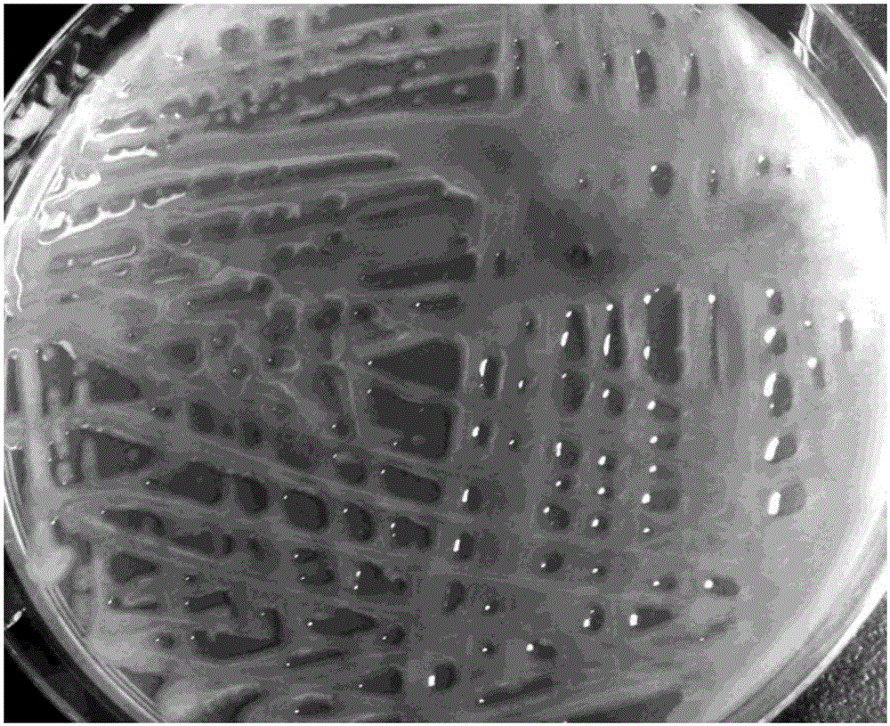 Microorganism-derived algin and preparation and application thereof