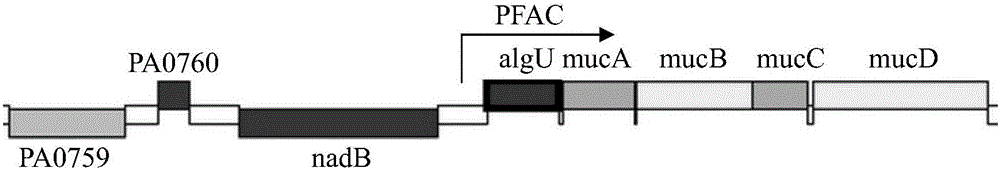 Microorganism-derived algin and preparation and application thereof