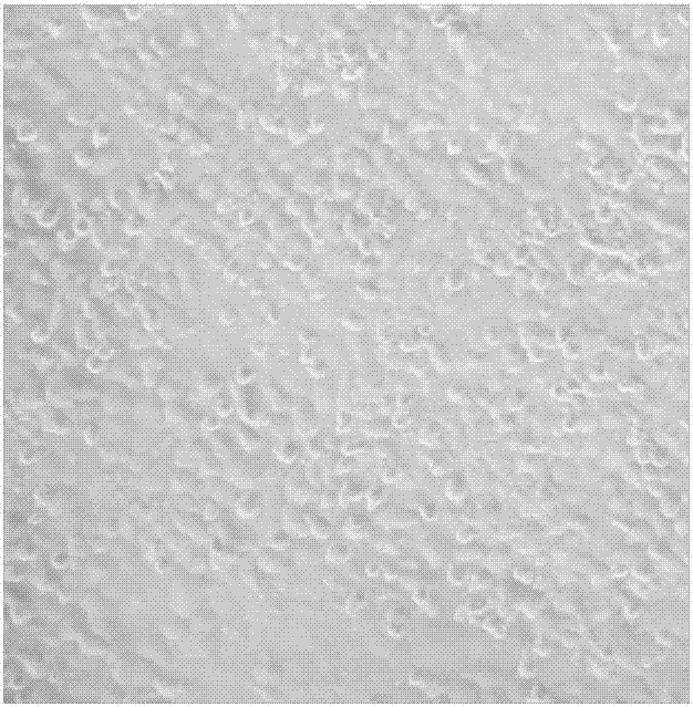 Digestive enzyme liquid for poultry tibial growth plate cartilage primary cell separation and separation culture method of tibial growth plate cartilage primary cells