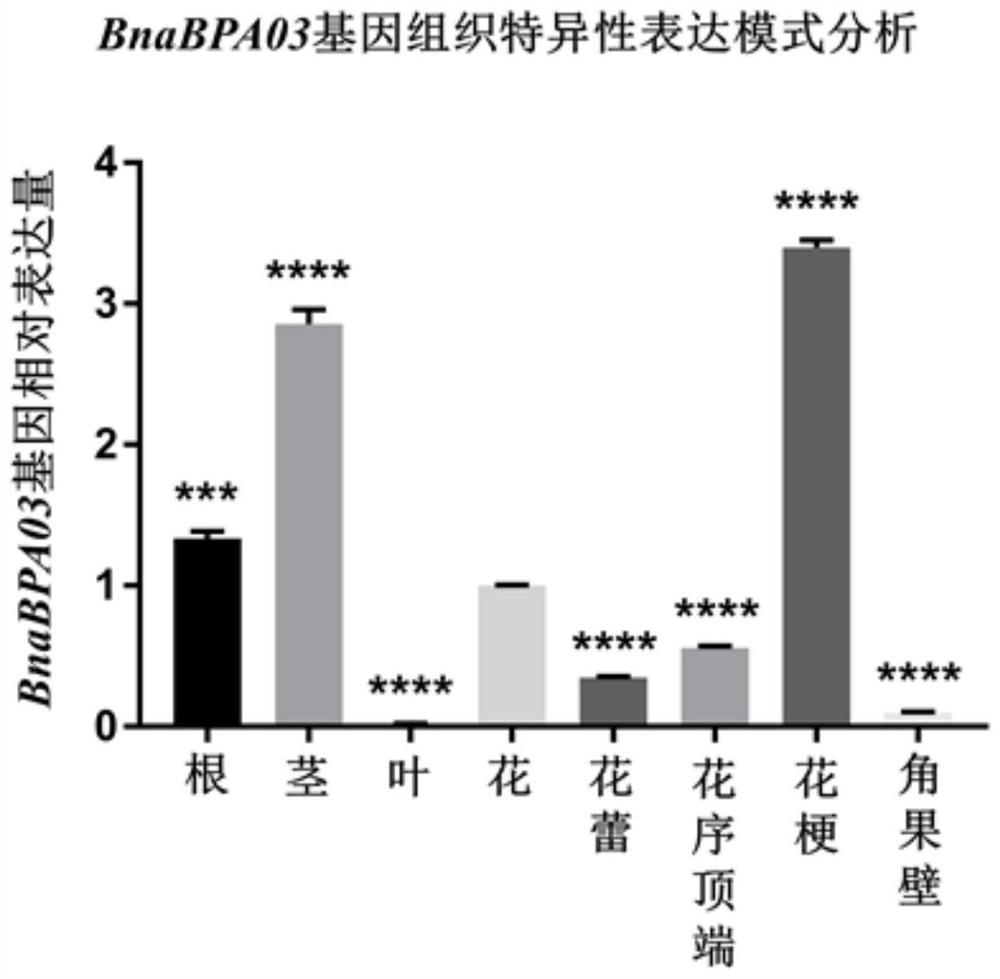 Rape BnaBPA03 gene as well as application and method of rape BnaBPA03 gene in regulation and control of rape plant type