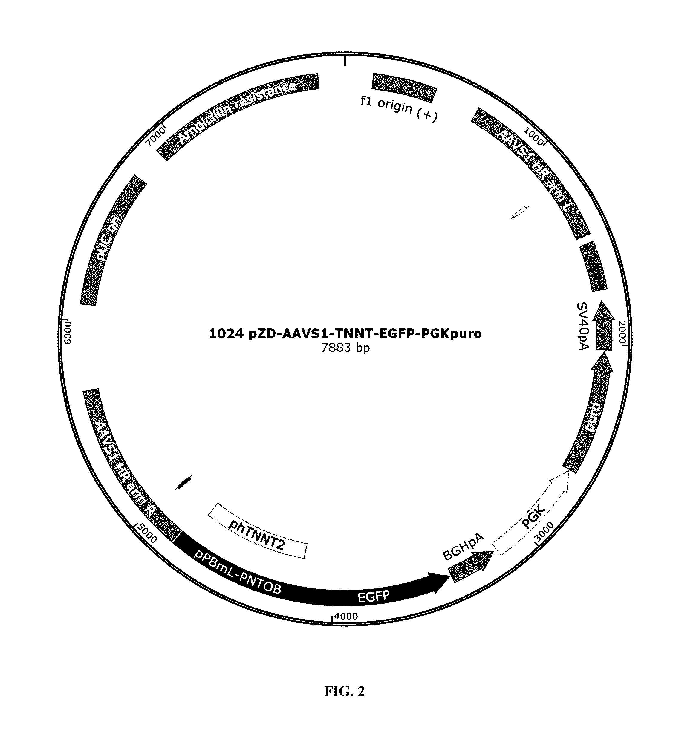 Methods for cell reprogramming and genome engineering
