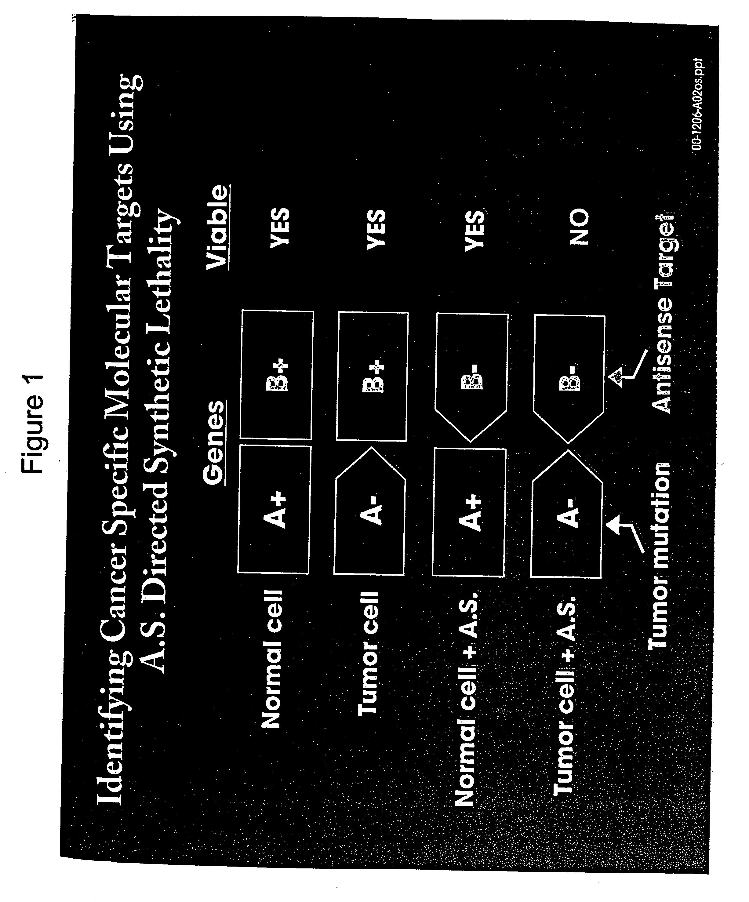 Use of antisense oligonucleotide libraries for identifying gene function