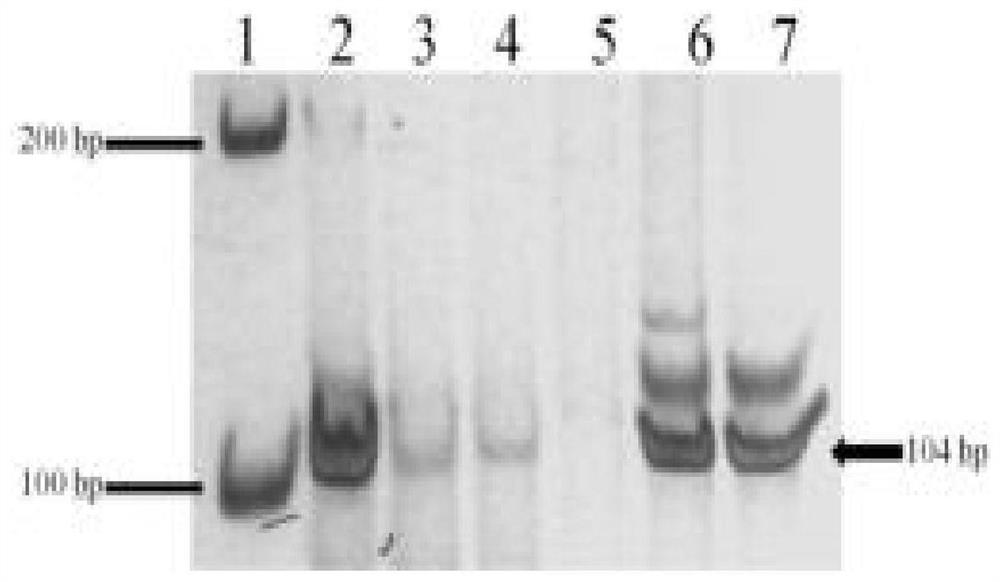 Method for rapidly identifying thinopyrum intermedium 4St chromosome