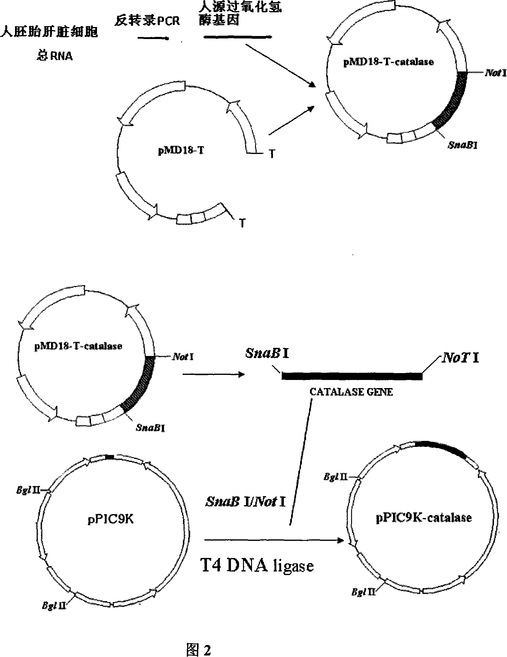 Method of preparing recombination human source catalase and application thereof