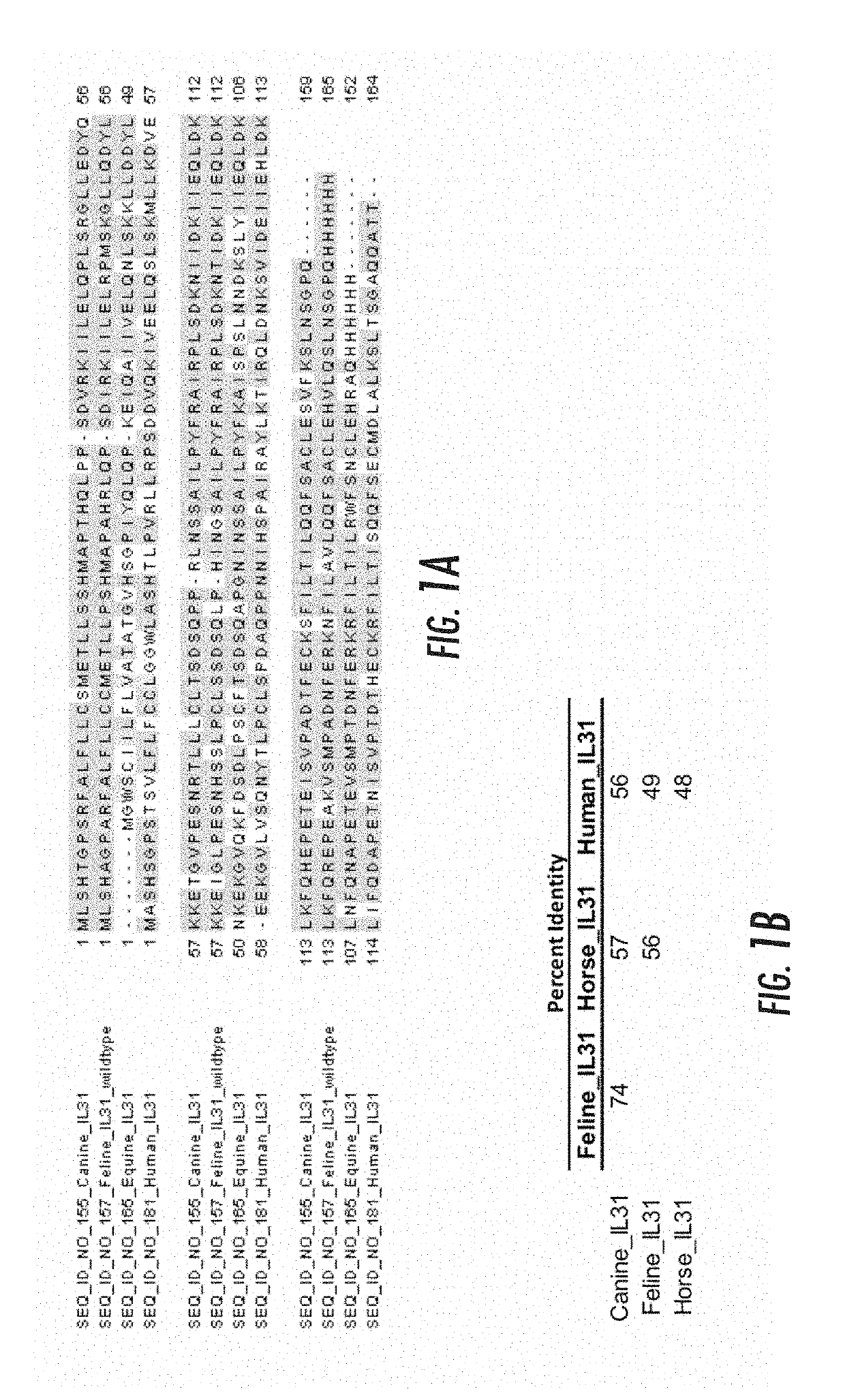 Peptide vaccines against interleukin-31
